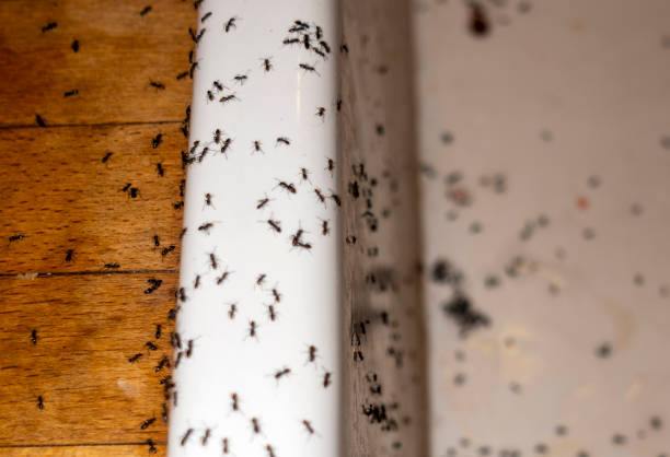 Pest Control for Restaurants in West Burlington, IA